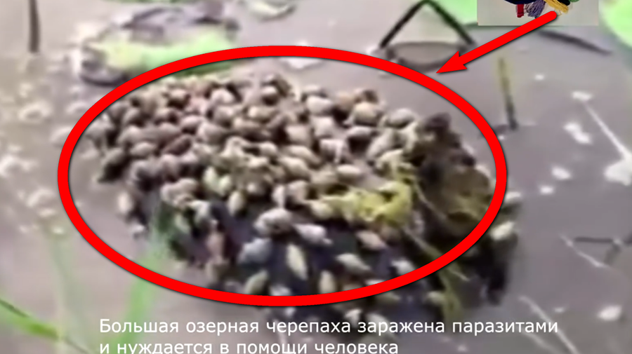 К большой озерной черепахе присосались паразиты смотреть онлайн