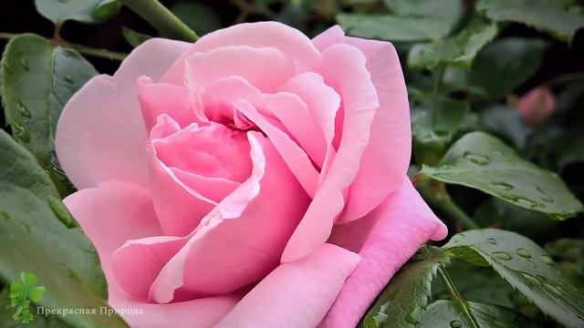 Невероятно красивая осенняя мелодия! Божественная музыка для души! Отличная музыка Сергей Грищук смотреть онлайн