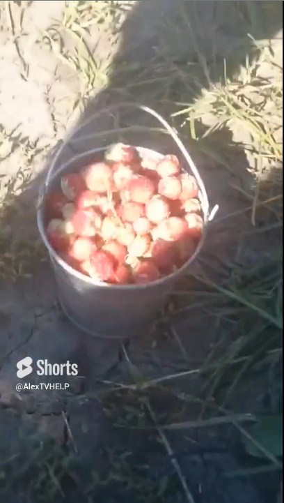 Полевая клубничка. #Прикол смотреть онлайн