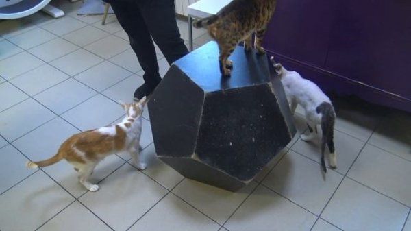 Котокафе «Республика кошек» в Санкт-Петербурге на Якубовича 10. #кошки