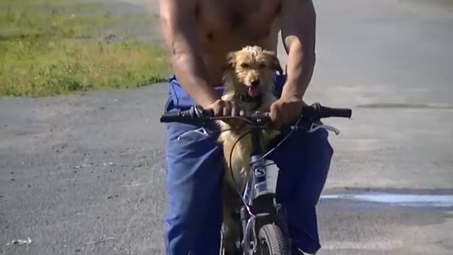 Гоша велосипедист 2 смотреть онлайн