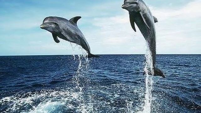 ДЕЛЬФИНЫ И МОРЕ... смотреть онлайн