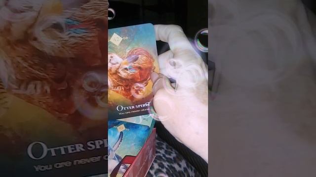 Animal Spirit Oracle 3/12/21 смотреть онлайн