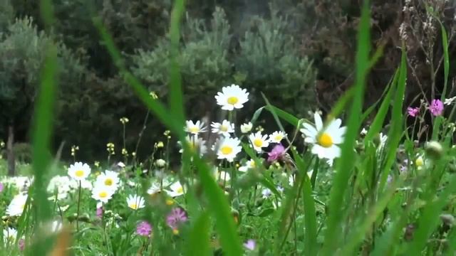 Сначала будет лето (муз., сл. и сполнение Л. Горцуевой) смотреть онлайн