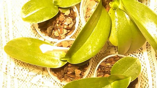 Мой "детский сад" месяц спустя смотреть онлайн