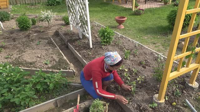 6 соток 31 мая 2023 года. Хроника.