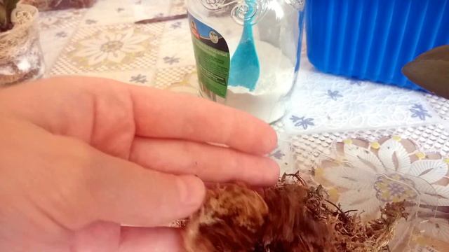 Эксклюзивный дренаж. Размещение малышек орхидей смотреть онлайн