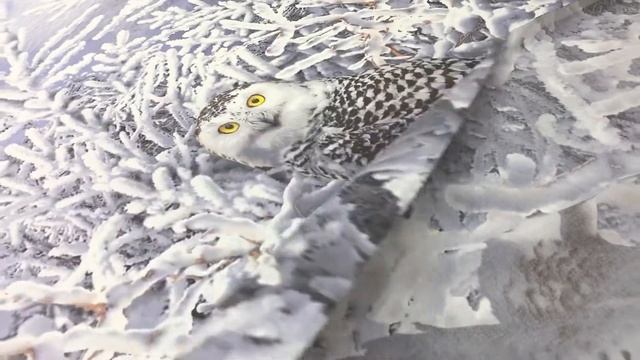 Поплин "Хранители снов - совы", (комп), ш.2.2м, хлопок-100%, 110гр/м.кв АРТ 15625 смотреть онлайн