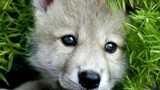 Стая голодных волков окружила мальчика, то что было дальше, не передать словами! смотреть онлайн