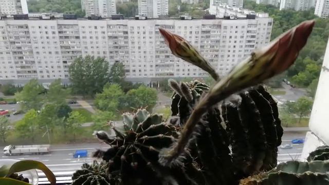 Кактус Эхинопсис "ПРОПЁРЛО" смотреть онлайн