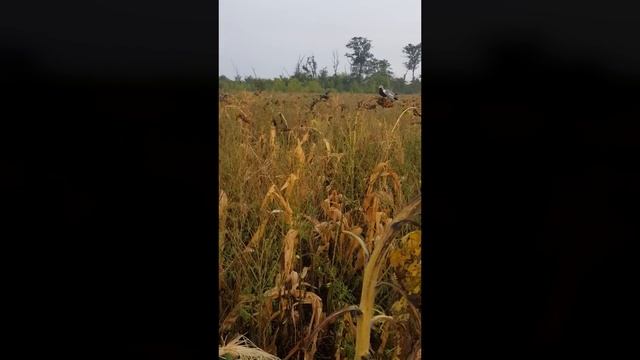 Охота на Вяхиря в поле подсолнуха | Что следует знать при охоте на Вяхиря? смотреть онлайн