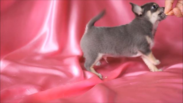 Мальчик голубо-подпалого окраса. смотреть онлайн