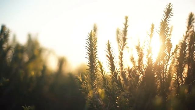 in the morning // ritchieollie смотреть онлайн