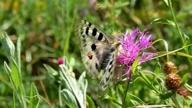 Бабочка Аполлон/Parnassius apollo. Волосатая красавица. смотреть онлайн