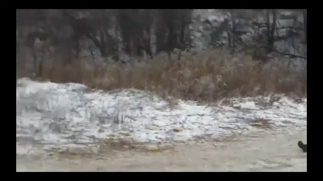 ШОК! Головой об дерево! смотреть онлайн
