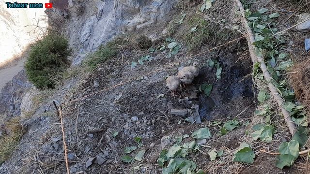 Trap for partridge Ловушка Keklik sesi Охота кеклики Тур шикор Keklik که و Partridge Chukar avı смотреть онлайн