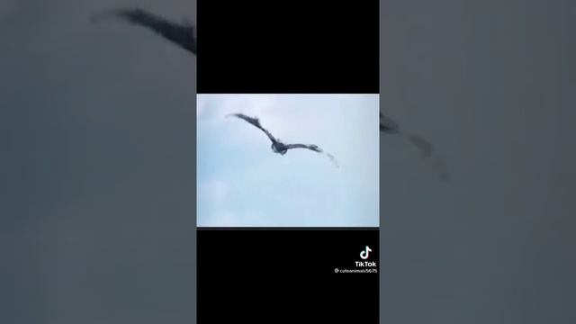 #Shorts Смешная история суриката с яйцом?? смотреть онлайн