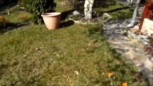 Как правильно спилить старую яблоню на даче своими руками