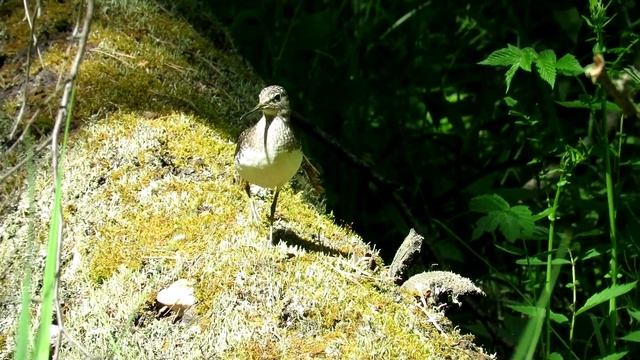 Птенцы убегают по болоту, Кулик Черныш смотреть онлайн