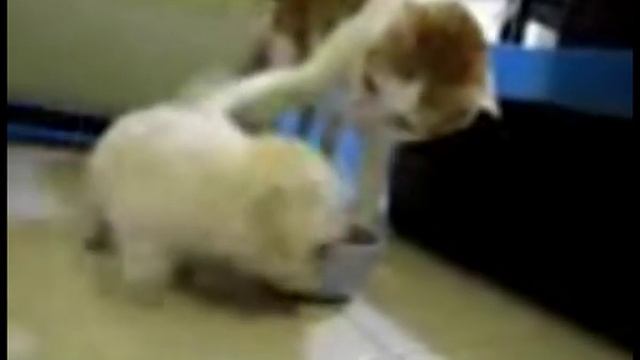 Щенок и кошка прикол 0 смотреть онлайн