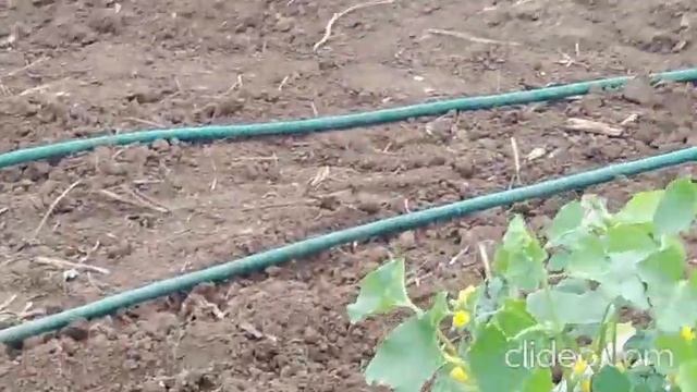 Высадка рассады арбузов и дынь 15.06.2023 смотреть онлайн