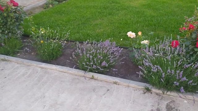 ?розы на арках- Эксцельза, Нью доун и Парад, пережили град! Пересорт?, помогите определить кто это?