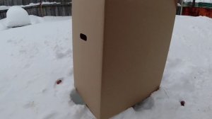 Как сохранить тюльпан после среза