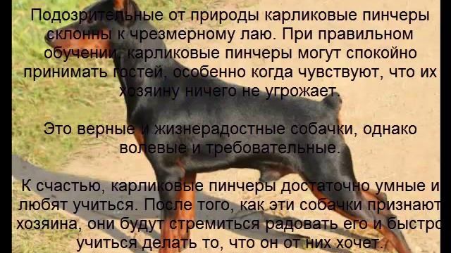карликовый пинчер описание породы содержание и уход смотреть онлайн