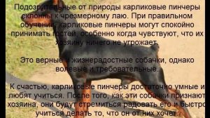 карликовый пинчер описание породы содержание и уход