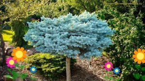 Ель колючая на штамбе глаука глобоза - штамб. Краткий обзор, описание характеристик picea