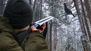 Охота на тетерева осенью с подхода. Скрадывание в непролазном ряму с ТОЗ 66.