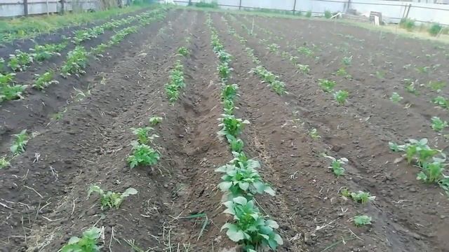 Посев сидератов после окучивания картофеля