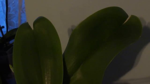 Треснул лист на орхидее- причины Cracked leaf on orchid смотреть онлайн