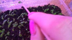 Выращивание стрептокарпусов из семян: вторая пикировка