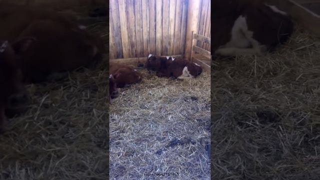 малая семейная ферма смотреть онлайн