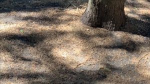 Воздуходувка  электрическая EB-3000. Садовый пылесос HUTER.Полевые испытания.