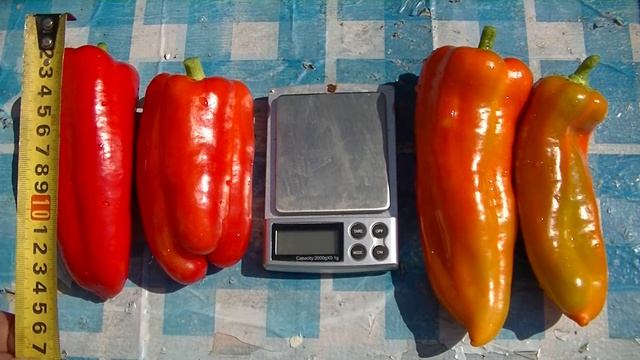 Перец Джипси F1. Обзор. смотреть онлайн