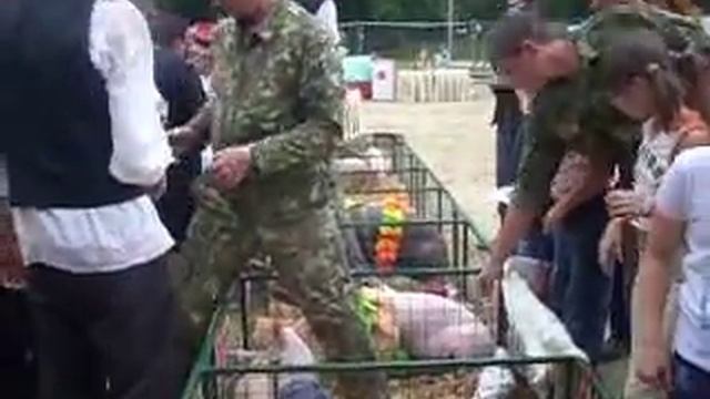 Поросячьи бега в Калининградской области смотреть онлайн