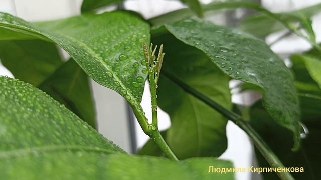 ФИТО ЛАМПА И ПОДСТАВКА ДЛЯ НЕЁ СВОИМИ РУКАМИ смотреть онлайн