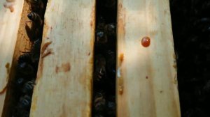 Изоляция маток на медосбор, финал