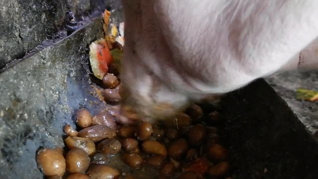 ? Как свинья ест? Свинья ест помои ASMR свинья еда свиней Что делает свинья? Что это? Pig eatingslo смотреть онлайн