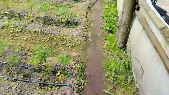 Капельная лента NEO-DRIP. Колхозный ремонт ПНД трубы. смотреть онлайн