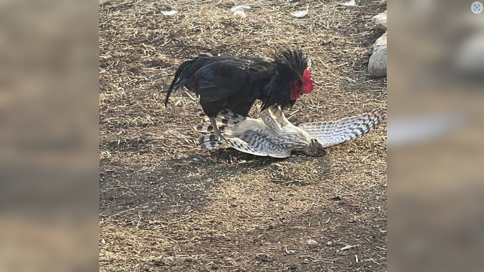 Петух в Деле... Петух Против Ястреба, Индюка, Собаки и даже Лошади!