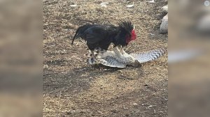 Петух в Деле... Петух Против Ястреба, Индюка, Собаки и даже Лошади!