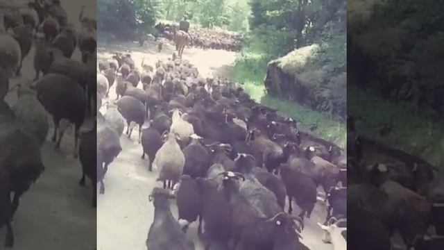 Кислые источники база отдыха Золотая рыбка смотреть онлайн