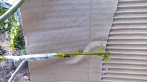 Прививка персика летом,зеленым побегом