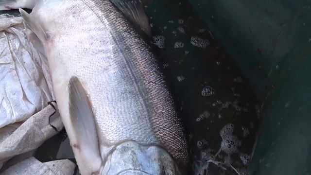 Рыбалка на песчаной косе.Я стреляю . смотреть онлайн