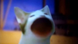 мем кот широко открывает рот оригинал все виды