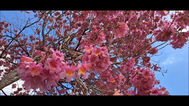 #Табебуйя,#муравьиное дерево.#Ашдод.#Израиль. смотреть онлайн