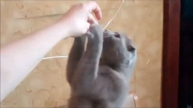 КОТ ПРИКОЛЬНО ВЫПРАШИВАЕТ ЕДУ смотреть онлайн